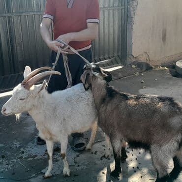 попугай неразлучник купить: Продаю | Козёл (самец) | Для разведения — 3