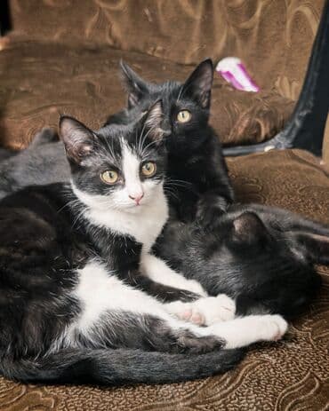 кастрация кота бишкек цена: Кошка даром: Беспородная, 3 месяца, Девочка, Приучена к лотку — 10