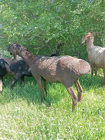 бараны ягнята: Продаю | Овца (самка) | Арашан | Для разведения | Матка — 1