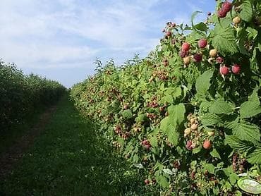 цена картофель: Малина Полана Штук по:30-35 — 2