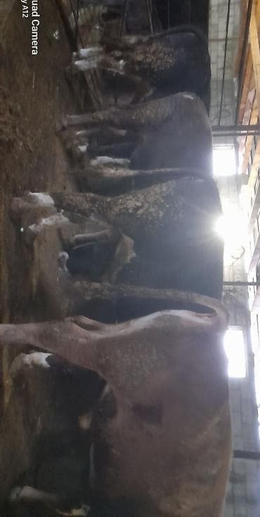 быки бельгийские: Продаю | Бык (самец) | Швицкая | На откорм — 8