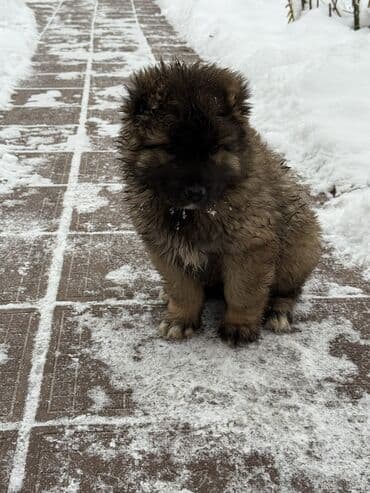 западно сибирский лайка: Щенки Кавказкой овчарки — 2