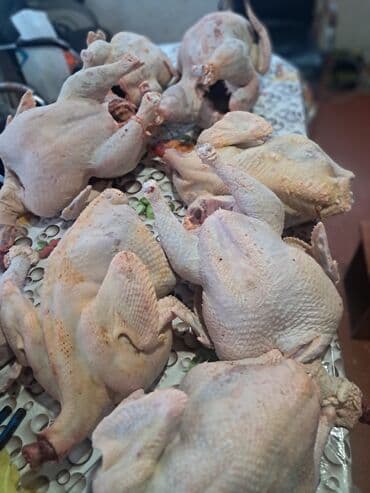 мясо токмок: Күрп :, 10 кг ашык — 3