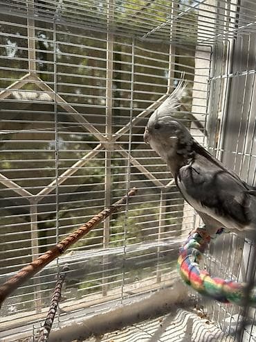 жердочки для попугаев корелла: Корелла (нимфа) окраса серый/белый с хохолком. Птица в просторной — 2