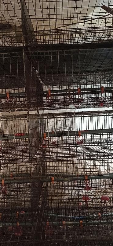 клетка для перепелок: Клеточные батареи для содержания птицы (кур-несушек/перепелов) — 2