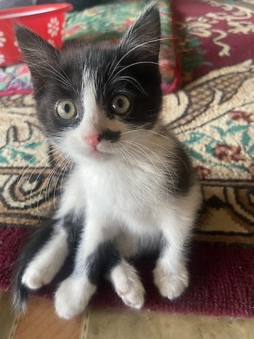 арзан иттер: Мышык бекер берилет: Породасыз, 2 айлык, Ургаачы, Лотокко барууга үйрөтүлгөн — 8