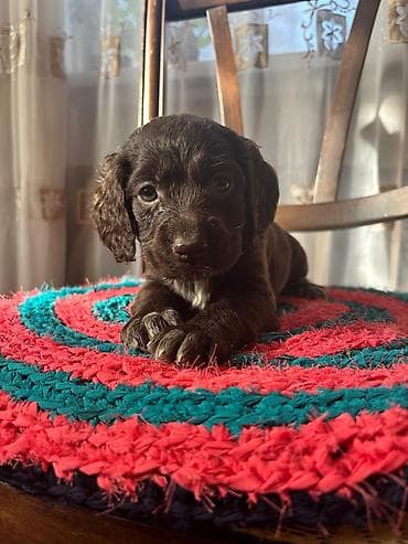 акти: Продаются Щенки русского охотничьего спаниеля Щенки родились 1 января — 6