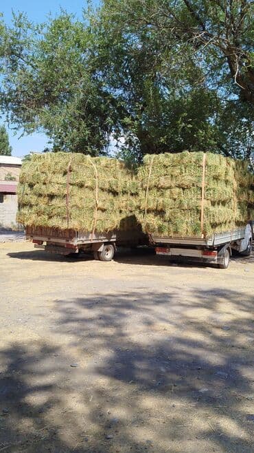 корм для домашних животных: 2 укос клевер 450 сом
1чоп укос 400сом
саман Арпа 220 сом — 4