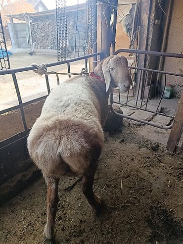 карликовые кошки: Продаю | Овца (самка) | Для шерсти | Матка — 2