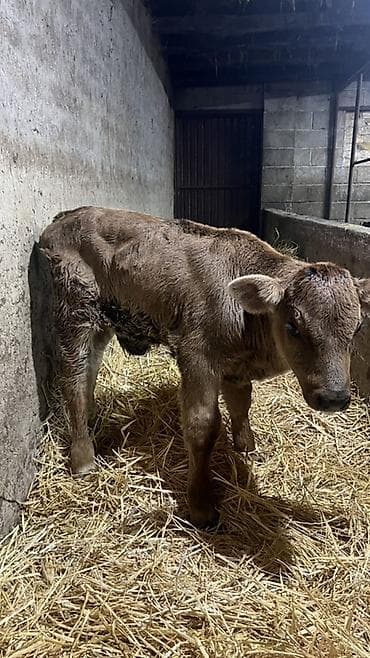 быки симентал: Продаю | Музоо, торпок | Швицкая | На откорм | Искусственник — 4