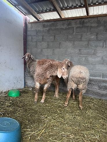 барашек: Продаю | Овца (самка) | Для разведения | Матка — 2