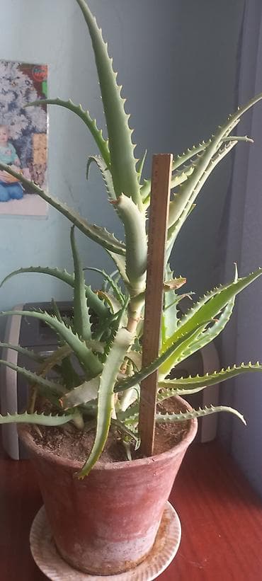 сколько стоит алоэ: Алоэ лечебное в горшке 4 штуки есть 500сом 600 сом, 700сом Высота — 3
