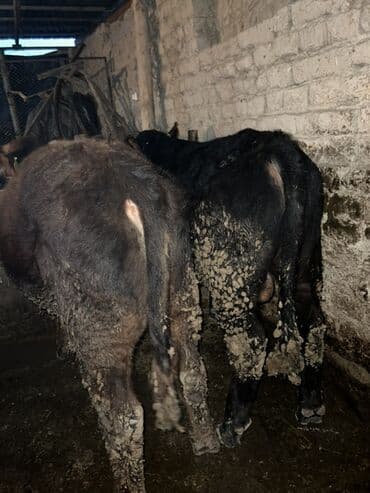 дом животные: Продаю | Бык (самец) | Ангус | Для разведения | Осеменитель — 5