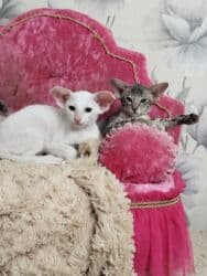 купить породистых котят: Ориентальная, 2 месяца, Мальчик, Белый, Приучена к лотку, Проглистована, С документами — 13