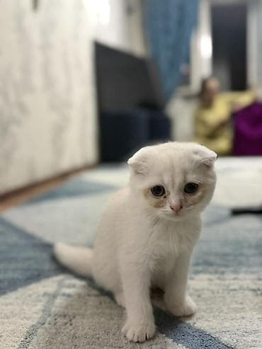 Котята с вислоухими ушками (тип скоттиш-фолд/страйт по внешности)
