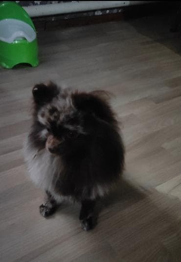 попугай розелла: Миниатюрный шпиц (померанский тип) редкого окраса мерль/шоколад. - — 3