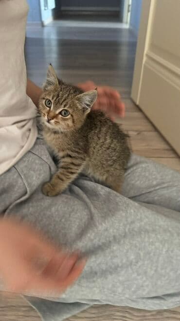 Грызуны: Котёнок тигрового окраса ищет дом - Полосатый короткошёрстный котёнок — 4
