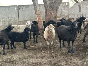 купить породистую кошку: Продаю | Овца (самка) | Для разведения | Матка — 1