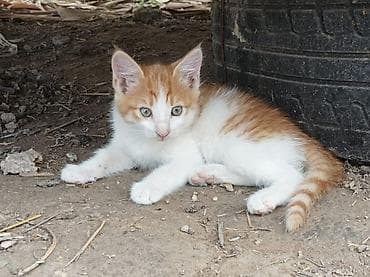 Животные: Котята - Возраст: 2 месяца (родились 15 апреля). - Окрас: - — 3
