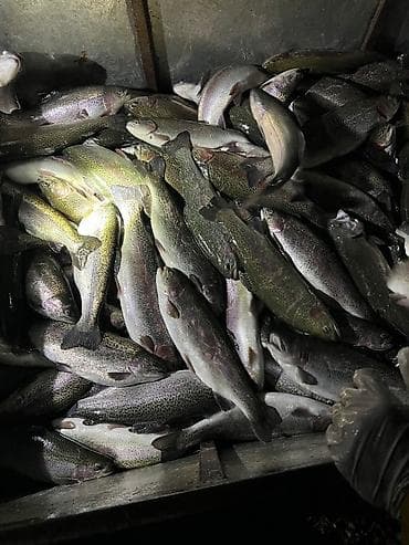 Мёд: Охлажденный, До 1 кг, 1 кг, 2 кг — 3