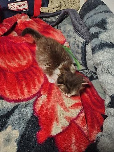 отдам даром котика: Кошка даром: Корниш-рекс, Мальчик — 2