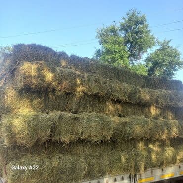 Продаю клевер сено тууки плотные хорошые метровый