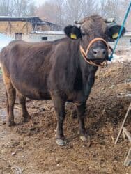 продажа щенков немецкой овчарки с документами в бишкеке: Сатам | Уй (ургаачы) | Алатоолук | Көбөйтүү үчүн, Сүт алуу үчүн | Бооз, Асыл тукумдуу — 1