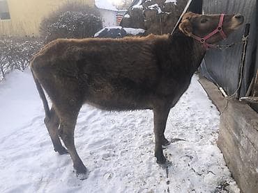 купить корову алатауской породы: Продаю | Корова (самка), Тёлка | Алатауская | На откорм, На забой, Для разведения — 5