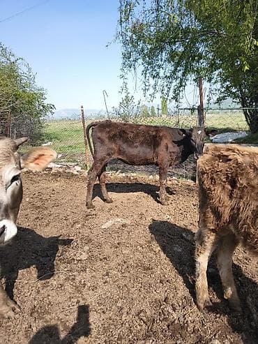 жан жаныбарлар: Сатам | Кунаажын | Аргын | Бордоп семиртүү үчүн — 4