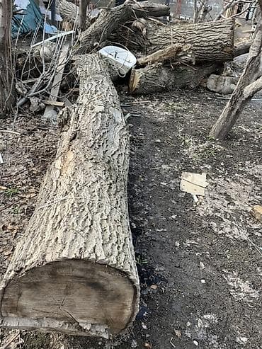 Дрова Тополь