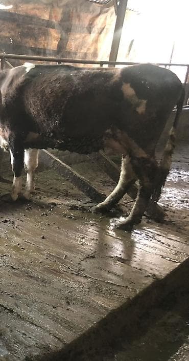 жаны уйлор: Сатам | Уй (ургаачы) | Аргын | Көбөйтүү үчүн | Музоологондон кийин — 2