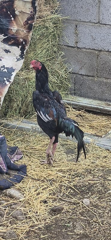 животные птицы: Продаю | Петух | Бойцовая | Для разведения — 1
