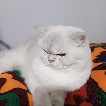 серебристая шиншилла: Британская кошка шиншилла (возможна вязка/племенной кот) - Порода — 1