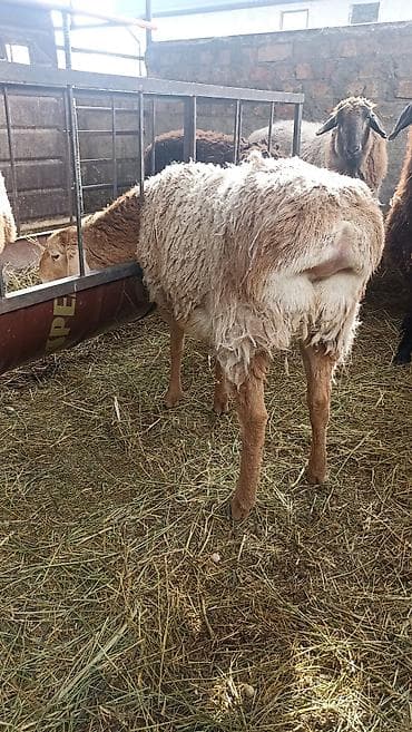 баран кант: Продаю | Овца (самка) | Арашан | Для разведения | Осеменитель, Ярка — 8