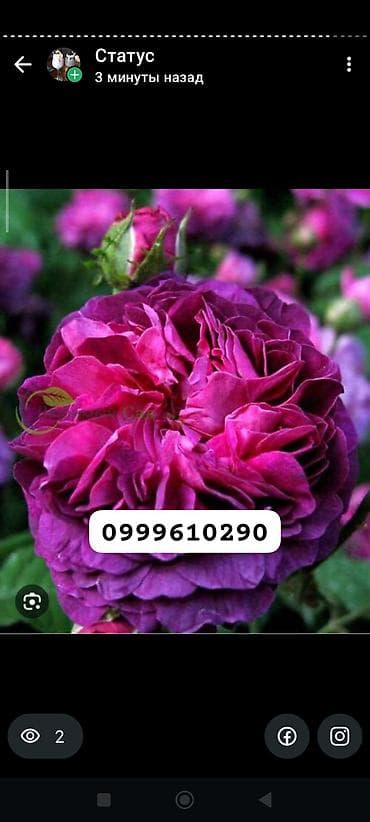 семена расторопши: Саженцы цветка: Розы — 4