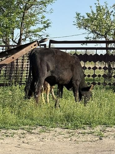 резиновые маты для коров: Продаю | Музоо, торпок | На откорм — 7