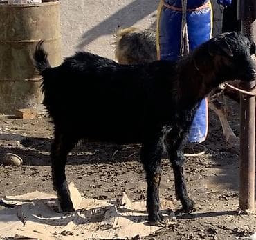 уй животных: Продаю | Коза (самка) | Полукровка | Для разведения — 3