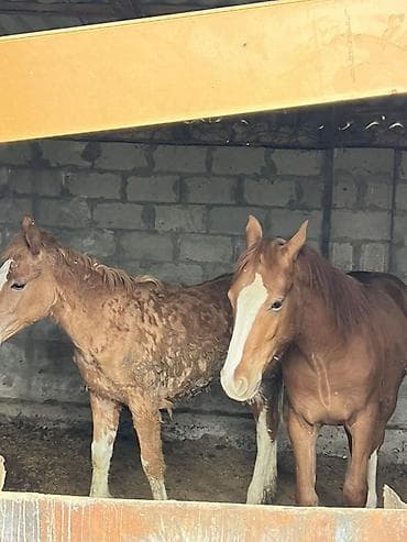 зоосалон "грумира" бишкек: Сатам | Тай | Көбөйтүү үчүн — 9