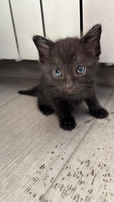 scottish fold: Маленький чёрный котёнок с голубыми глазами. Компактный, аккуратные — 3