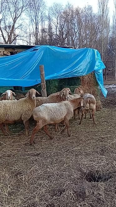 собака жалал абад: Сатам | Кочкор (эркек) | Арашан — 2