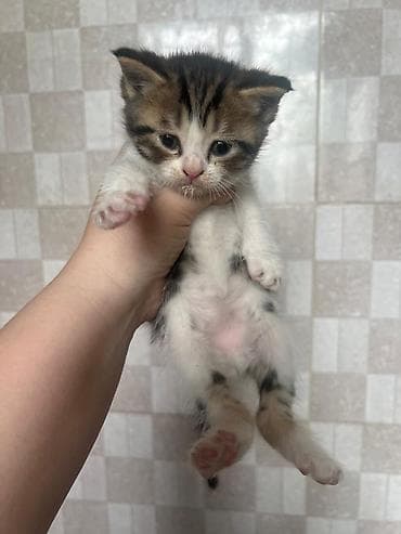 котята дворняжки: 1 месяц, Мальчик, Метис, Приучена к лотку — 3