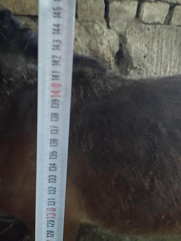 лошади для кок бору: Продаю | Кобыла (самка) | Рабочий | Племенные — 7