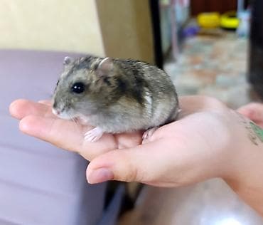 Продаю джунгарского хомячка,девочка.ручная,не кусается.находится в
