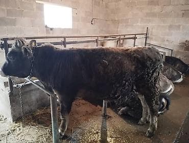 Другие животные: Продаю | Бык (самец) — 5