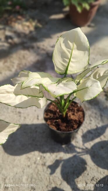 растения для аквариума: Аглаонемы декоративные в горшках — коллекция сортов с яркой — 5