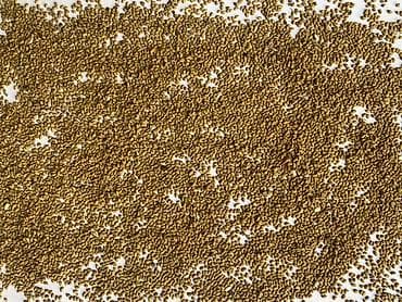 шрот подсолнечника: Семена Люцерны
В наличии 2 тонны 
Оптом 270 сом за кг — 1