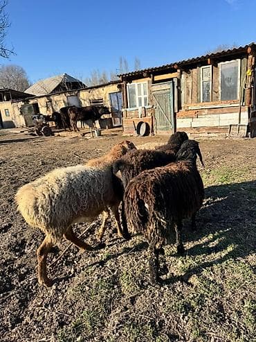 собака офчарка: Продаю | Овца (самка) | Для разведения — 2