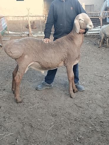 Животные: Продаю | Баран (самец) | Арашан | Для разведения | Племенные — 4