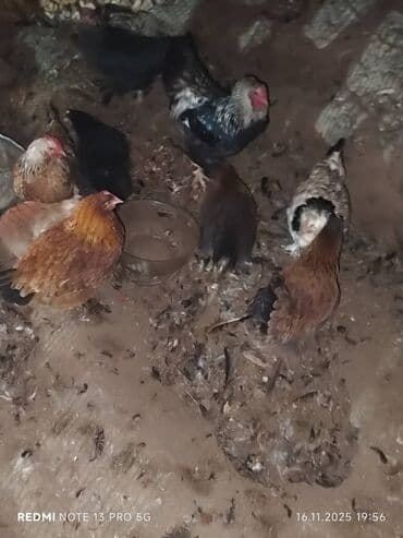 заводской инкубатор: Продаю | Куры | Домашняя | Для разведения — 7