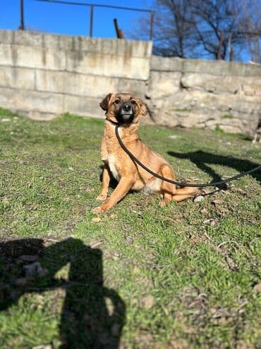 стрижка собак на дому недорого: Ищем дом для молодой девочки. Стерилизована и привита. Привезём сами — 3